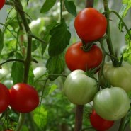 tomata-promyk
